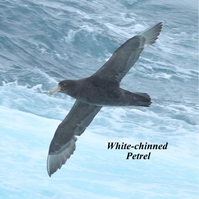 White-chinned Petrel